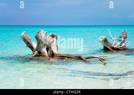 Spiaggia sbiancato legno, Sirena Beach, Cayo Largo del Sur, Cuba Foto Stock