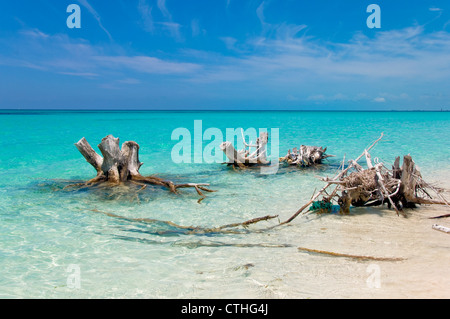 Spiaggia sbiancato legno, Sirena Beach, Cayo Largo del Sur, Cuba Foto Stock