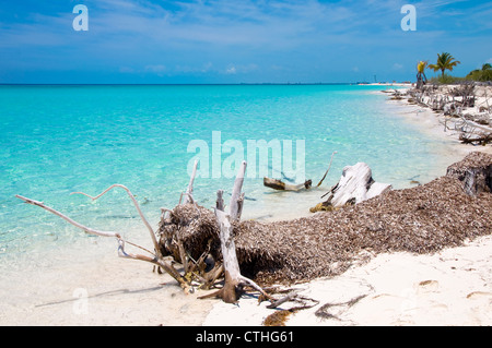 Spiaggia sbiancato legno, Sirena Beach, Cayo Largo del Sur, Cuba Foto Stock