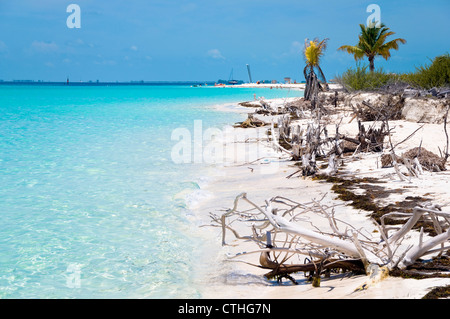 Spiaggia sbiancato legno, Sirena Beach, Cayo Largo del Sur, Cuba Foto Stock