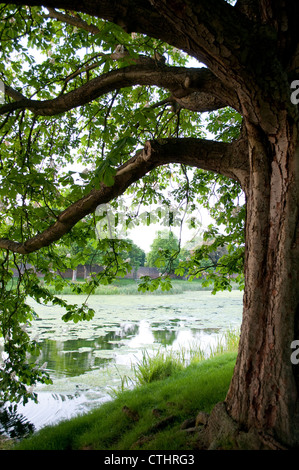 Ippocastano albero in fiore nei pressi di un laghetto, Home Park, Hampton Wick, Surrey, England, Regno Unito Foto Stock