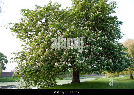 Ippocastano albero in fiore nei pressi di un laghetto, Home Park, Hampton Wick, Surrey, England, Regno Unito Foto Stock