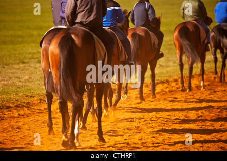 Una stringa di cavalli di corsa a piedi torna alla linea di partenza durante la formazione presso il National Stud di Newmarket Foto Stock