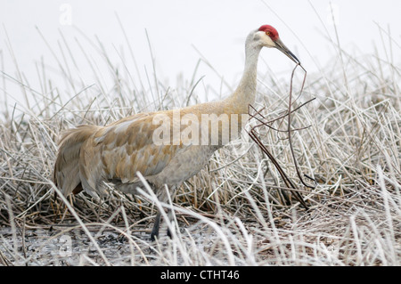 Gru Sandhill rovistando nel tifa stocchi, Idaho, Stati Uniti d'America Foto Stock