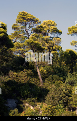 Pino di Aleppo isola di Lokrum Dubrovnik Dalmazia Croazia Foto Stock