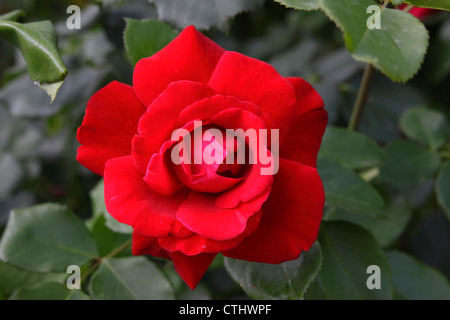 Close up di un fiore rosa Foto Stock