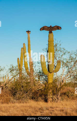 La Turchia avvoltoi seduti su cactus e asciugare le ali al sole, Baja California, Messico Foto Stock