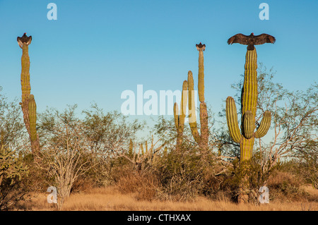 La Turchia avvoltoi seduti su cactus e asciugare le ali al sole, Baja California, Messico Foto Stock