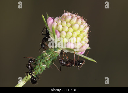 Impianto di ant greenfly afidi selvatica Foto Stock