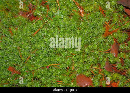 Rigido (clubmoss Lycopodium annotinum) copertura forest floor Foto Stock