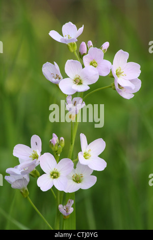Selvatica,fioritura Lady's Smock anche chiamato fiore cuculo (cardamine pratensis) nel tradizionale prato di fiori selvaggi, Derbyshire, Regno Unito Foto Stock
