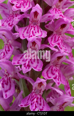 Dettaglio/close-up/macro di fiori selvatici avvistati comune (orchidea Dactylorhiza fuchsii), Derbyshire, Regno Unito Foto Stock