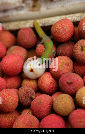 Polvere d oro giorno Gecko leccare un Lychee al mercato in Kona, Hawaii Foto Stock