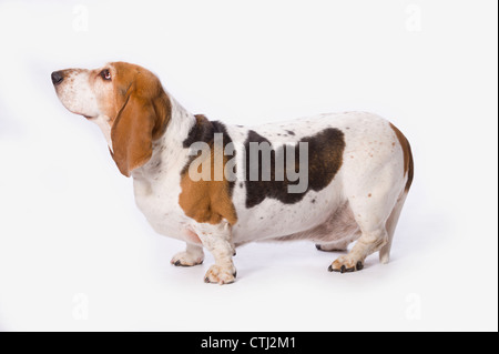 Basset Hound su sfondo bianco Foto Stock