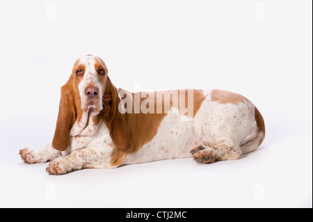 Basset Hound su sfondo bianco Foto Stock