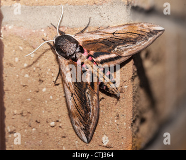 Ligustro hawk moth macro sulla parete Foto Stock
