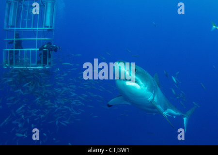 Maschio grande squalo bianco e subacquei. Isola di Guadalupe, in Messico Foto Stock