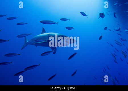 Maschio grande squalo bianco e di pesci da esca. Isola di Guadalupe, in Messico Foto Stock