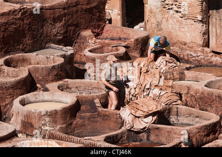 Lavoratore della millenaria del cuoio conceria antica medina di Fes, Marocco Foto Stock