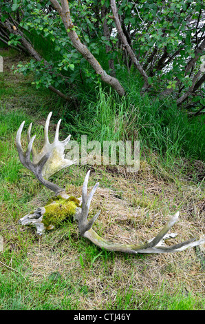 Un rack di corna di alce posa in erba. Parco Nazionale e Riserva di Katmai. Alaska, Stati Uniti d'America. Foto Stock