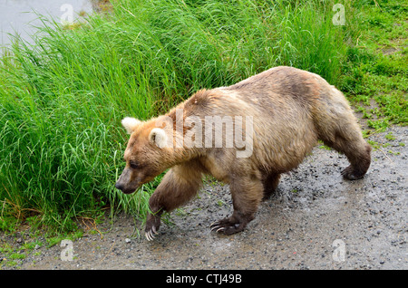 Un orso bruno (Ursus arctos) a piedi da erba alta vicino Brooks Camp. Parco Nazionale e Riserva di Katmai. Alaska, Stati Uniti d'America. Foto Stock