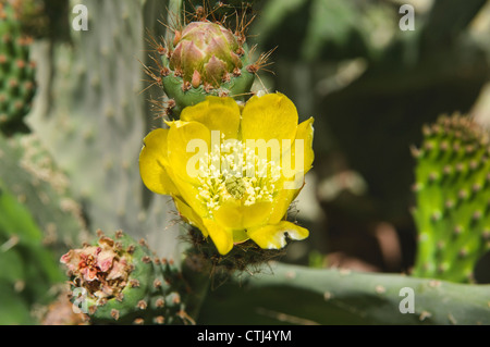 Ficodindia o Barberia fig (Opuntia ficus) cresce a un oasi nel deserto del Sahara, Marocco Foto Stock