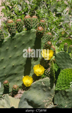 Ficodindia o Barberia fig (Opuntia ficus) cresce a un oasi nel deserto del Sahara, Marocco Foto Stock