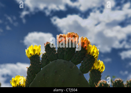 Ficodindia o Barberia fig (Opuntia ficus) cresce a un oasi nel deserto del Sahara, Marocco Foto Stock