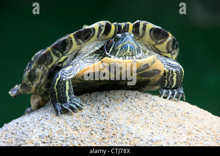 Dipinto di tartaruga (Chrysemys sp.) su una pietra Foto Stock