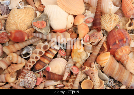 Conchiglie di mare sullo sfondo Foto Stock