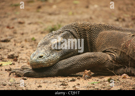 Drago di Komodo (Varanus komodoensis), Rinca isola, Parco Nazionale di Komodo, Indonesia Foto Stock