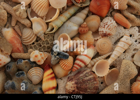 Conchiglie di mare sullo sfondo Foto Stock