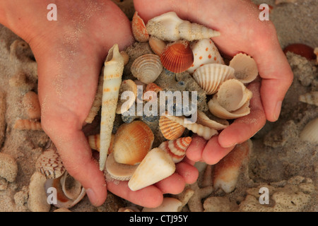 Mani conchiglie di mare Foto Stock