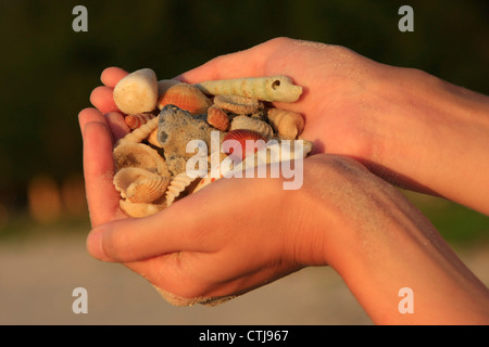 Mani conchiglie di mare Foto Stock