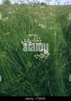 WHORLED Carum carvi verticillatum (Apiaceae) Foto Stock