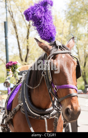 Carrozza a cavallo con testiera viola, al Central Park di New York Foto Stock