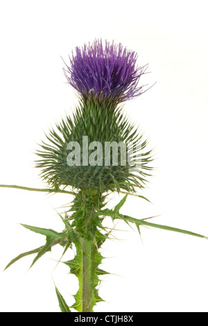 Close up di un fiore di cardo contro white Foto Stock