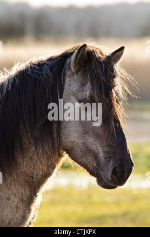 Una testa e spalle colpo di cavalli Konik (Equus caballus gemelli) a RSPB Minsmere, Suffolk. Febbraio. Foto Stock