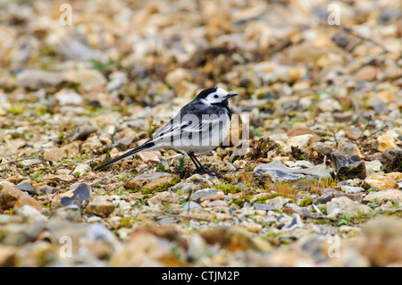 Un pied wagtail (Motacilla alba) su terreno pietroso a Blashord laghi, Hampshire. Marzo. Foto Stock