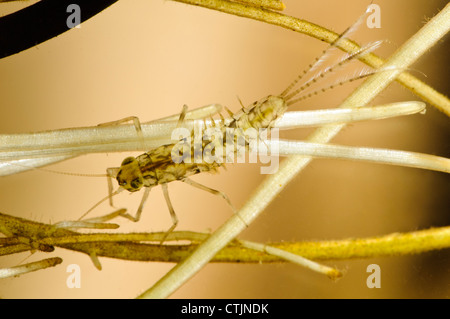 La larva o ninfa di uno stagno di oliva (mayfly Cloeon dipterum) aggrappandosi al laghetto di erbaccia Stodmarsh Riserva Naturale Nazionale Foto Stock