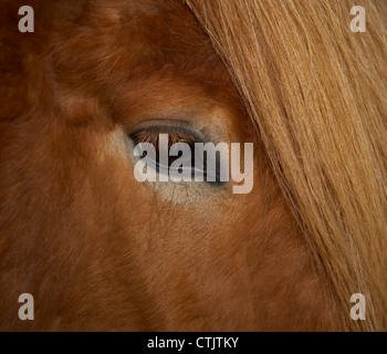 Close-up di cavallo dell'occhio. Islandese cavallo di razza, Islanda Foto Stock