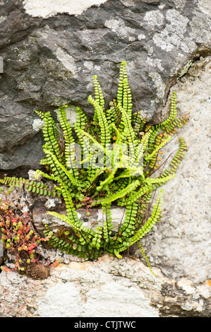 Maiden-capelli Spleenwort, Asplenium trichomanes Foto Stock