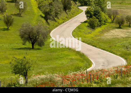 Papaveri sul ciglio della strada e gli ulivi delle colline della Toscana, Italia Foto Stock