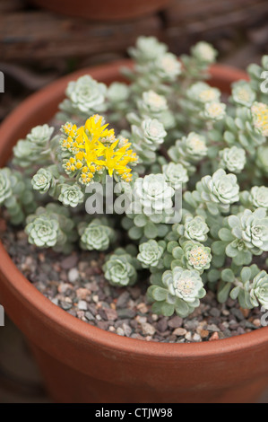 Sedum spathulifolium "Cappa Blanca " o " Cape Blanco', Spoon-Leaved Stonecrop, in fiore Foto Stock