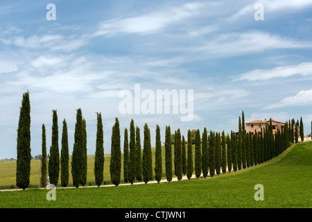 Cipressi in piedi lungo una corsia a una villa Toscana nei pressi di San Quirico d'Orcia Foto Stock