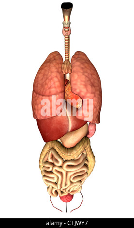 Anatomia umana organi (polmone, cuore, fegato, la digestione) Foto Stock