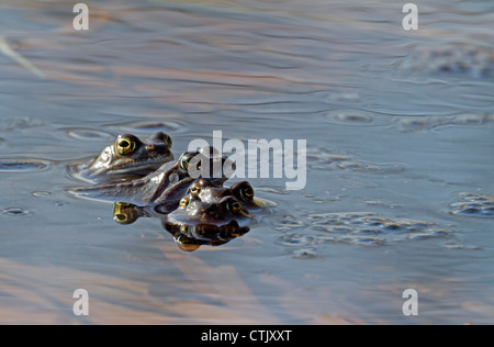 Moor frog con spawn / arvalis Rana Foto Stock