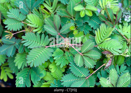 La mimosa pudica pianta sensibile Foto Stock