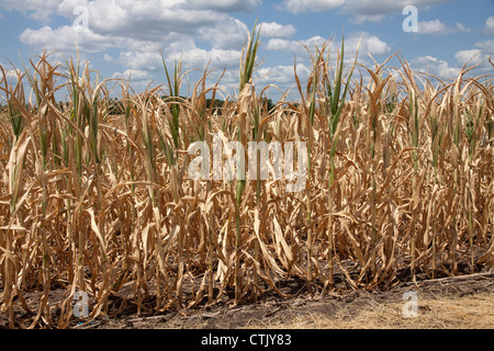 Il raccolto di mais che soffrono di condizioni di siccità Indiana America 2012 Foto Stock