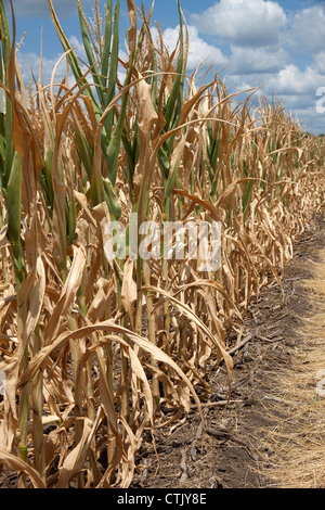 Il raccolto di mais che soffrono di condizioni di siccità Indiana America 2012 Foto Stock